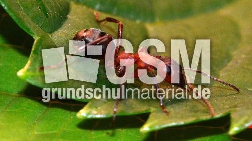 Rote Waldameise (8).jpg